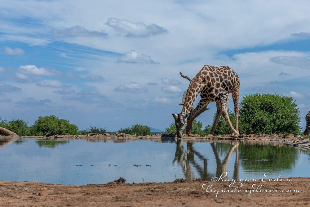 Madikwe101