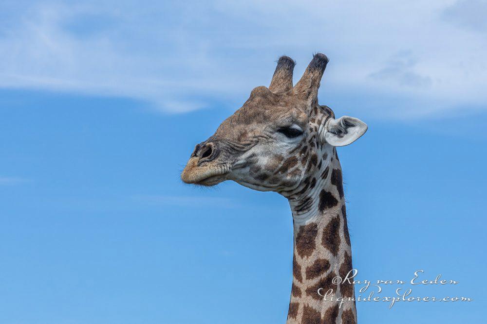 Madikwe130