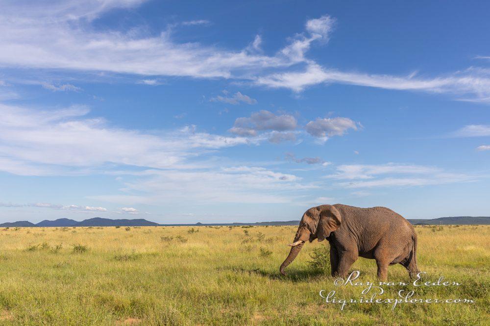 Madikwe144