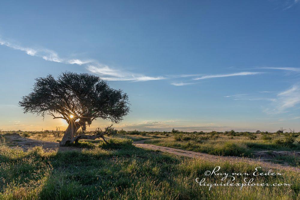 Madikwe151