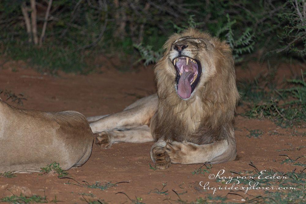 Madikwe159