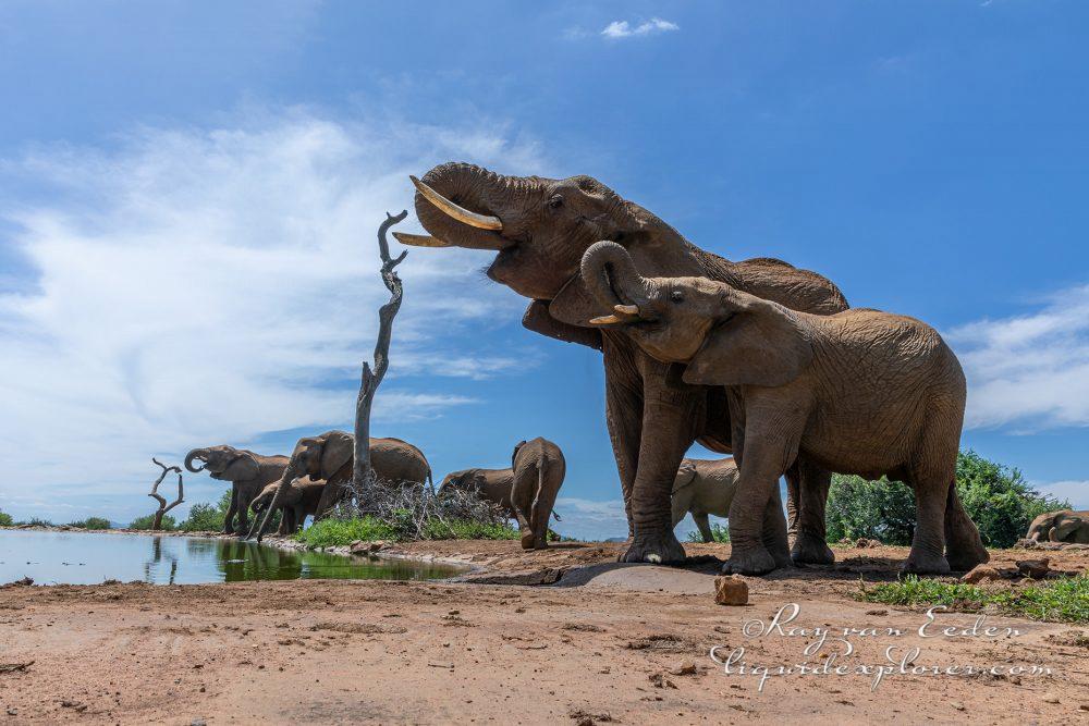 Madikwe16