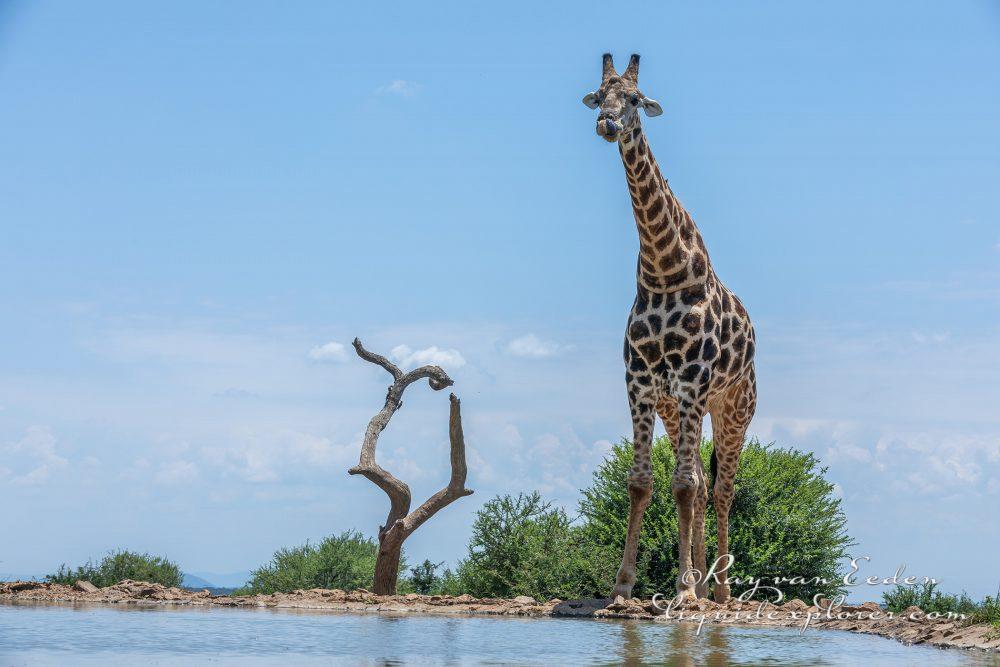 Madikwe195