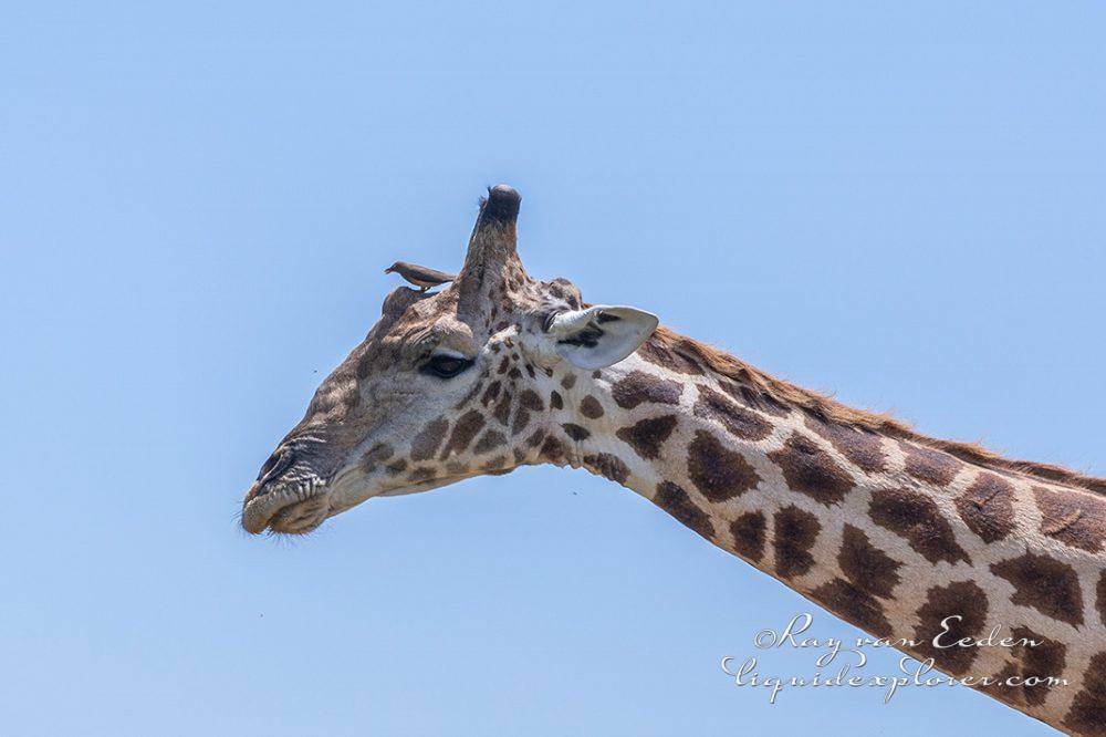 Madikwe200