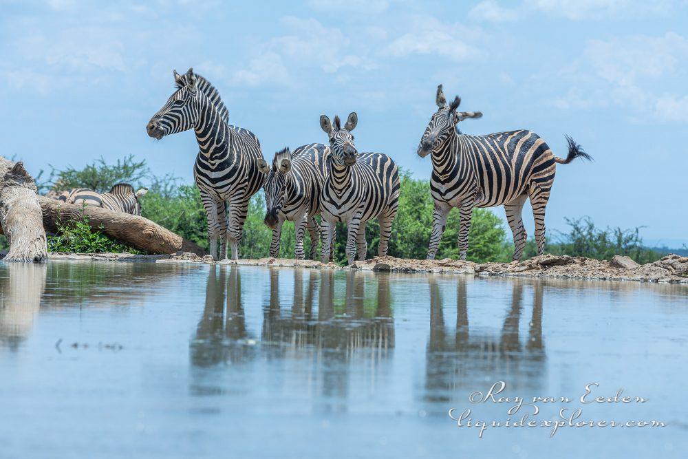 Madikwe203