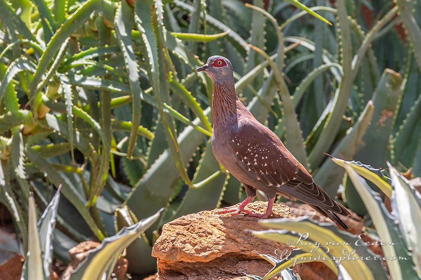 Madikwe221