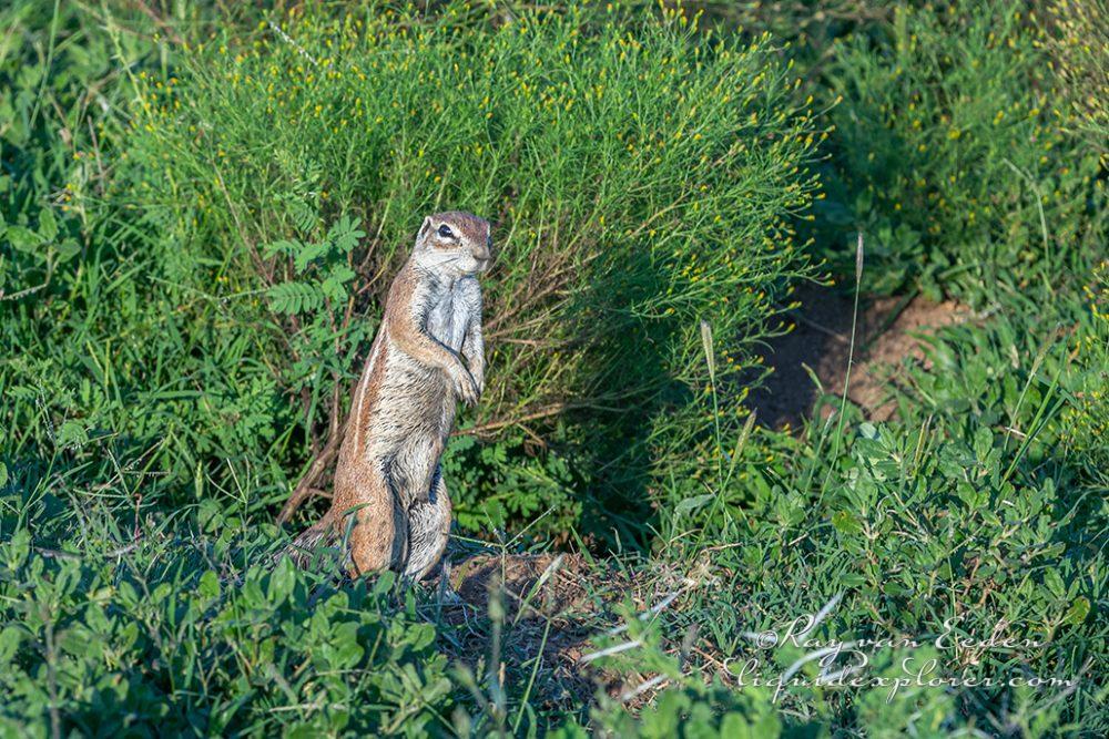 Madikwe228