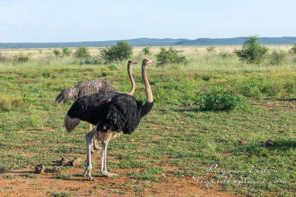 Madikwe247