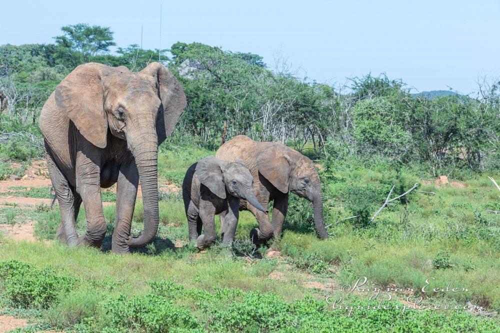 Madikwe252