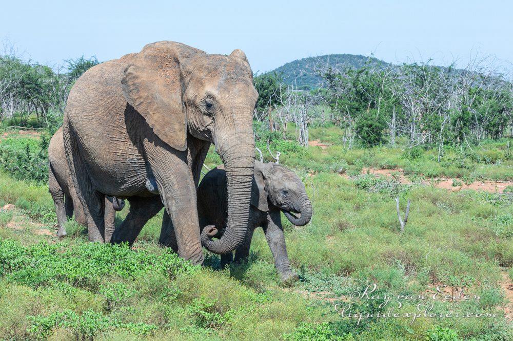 Madikwe253