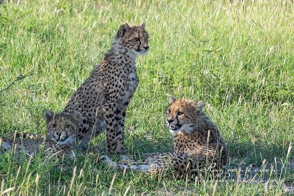 Madikwe292