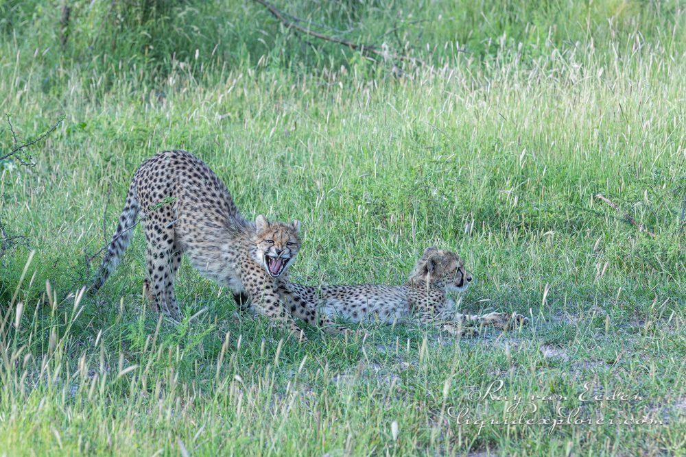 Madikwe301