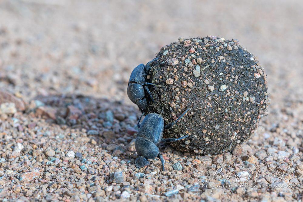 Madikwe51