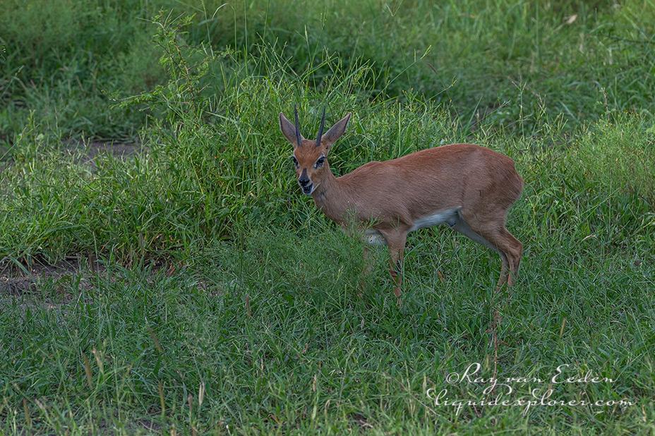 Madikwe57