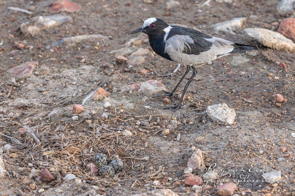 Madikwe59