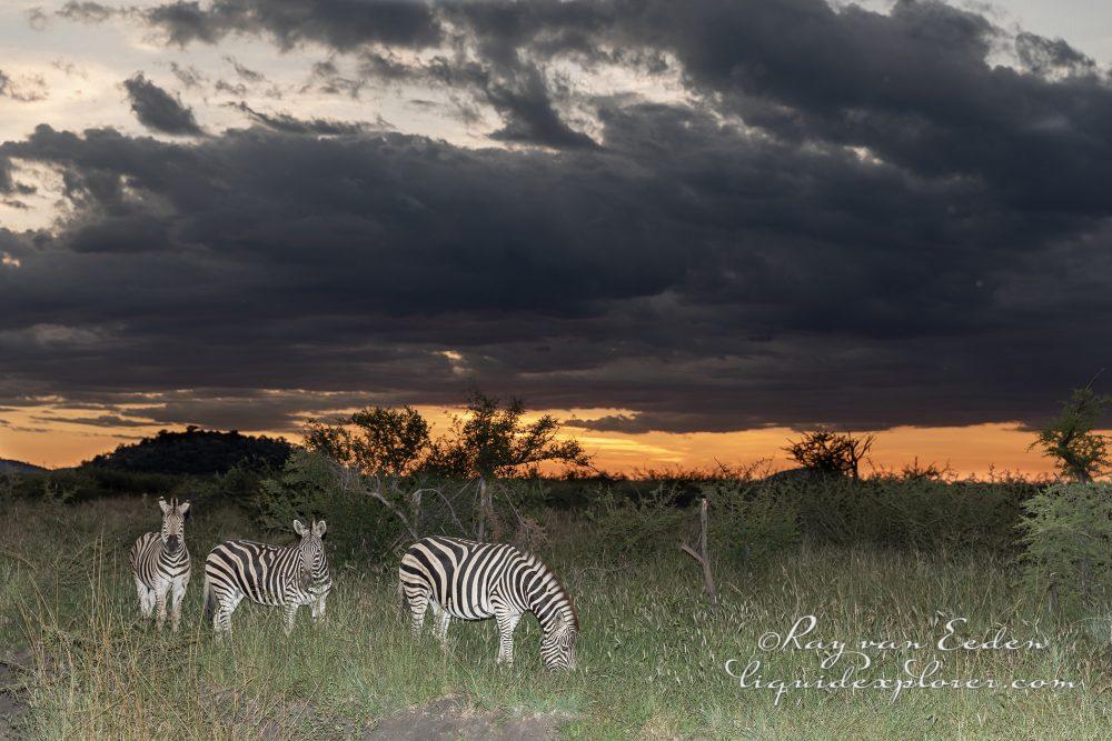 Madikwe6