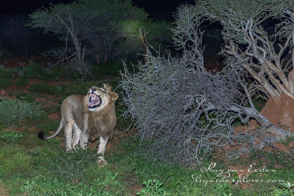 Madikwe78