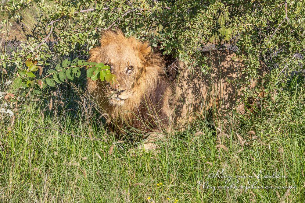 Madikwe90